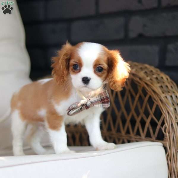 Gus, Cavalier King Charles Spaniel Puppy